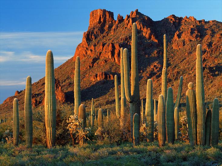 Arizona - Alamo Canyon, Organ Pipe Cactus National Monument, Arizona.jpg