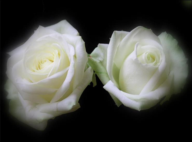 białe róże - roze2 77.jpg