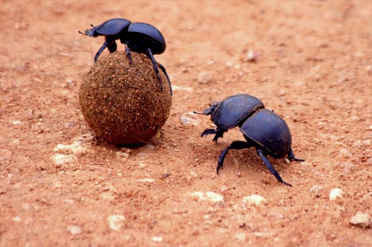 Owady - Dung Beetles.JPG