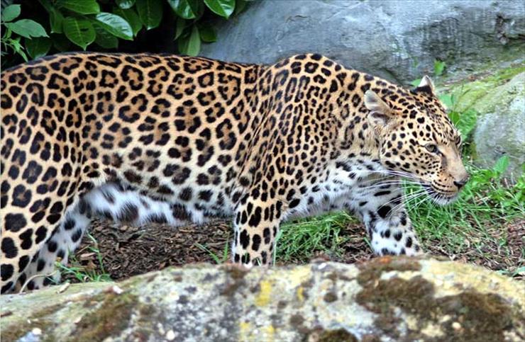 Zwierzęta - persian_leopard_1600x1046.jpg