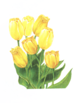 wiosenne kwiaty - tulipany.bmp