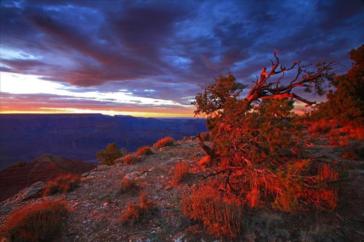 Tapety - Blushing Bush, Navajo Point, Grand Canyon National Park, Arizona.jpg