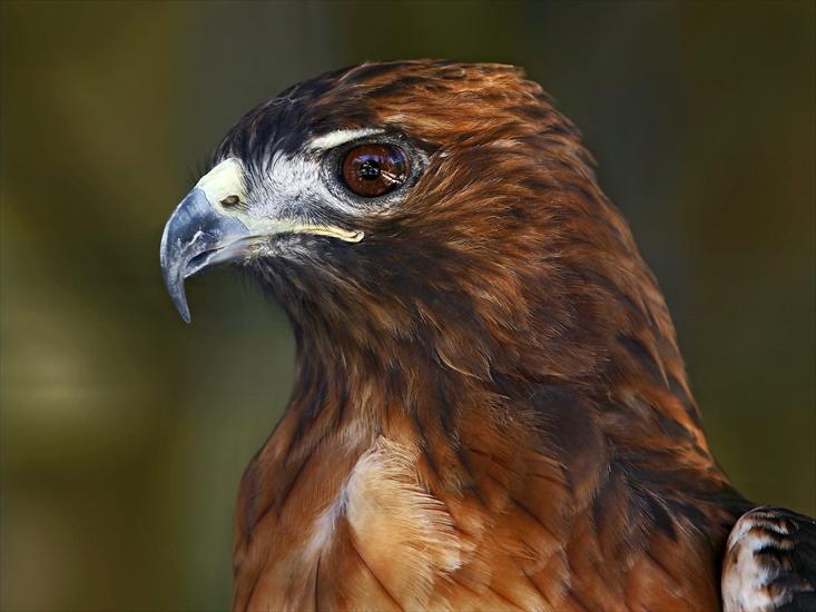 Tapety - Profile of a Red-Tailed Hawk.jpg