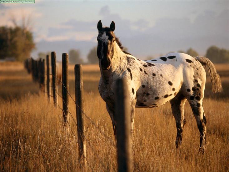 KONIE sliczne - Animals Horses_Appaloosa.jpg