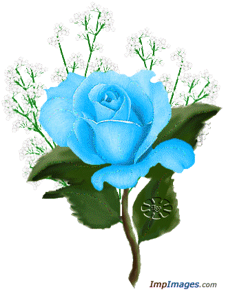 róże niebieskie - niebieska róz.gif