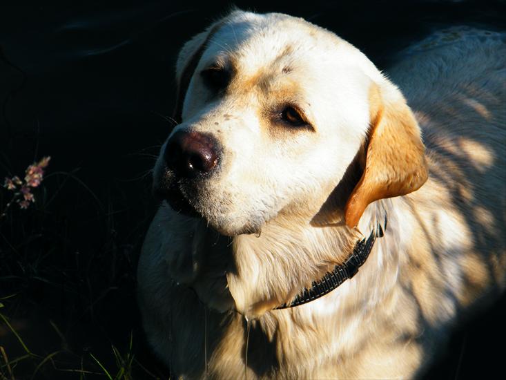 Labrador - Dostojny Labrador.JPG