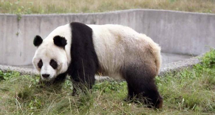 Pandas - 36.jpg