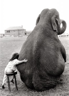 Słonie - slon.jpg