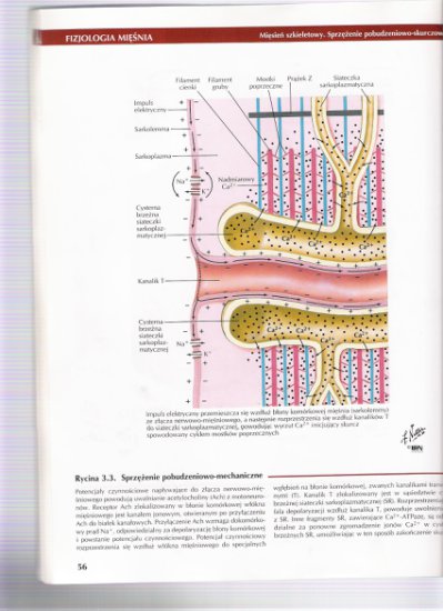 anatomiaskanyzfizjologiimini - skanuj0003.jpg