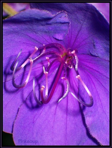 13 - violet.jpg