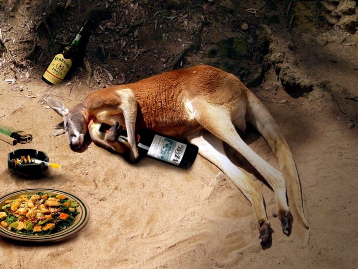 śmieszne-Zwierzęta - 67186_kangur_po_imprezie.jpg