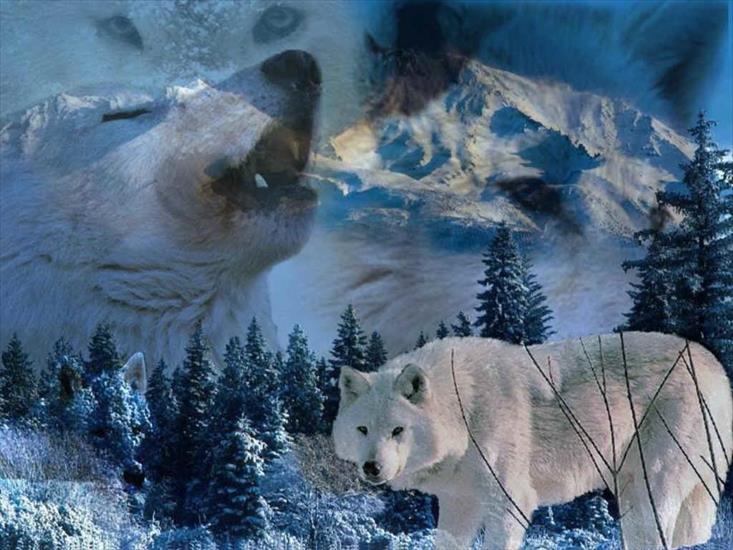 wilki - white-wolves-howl-animals.jpg