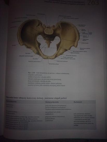 Anatomia - 21112009.jpg