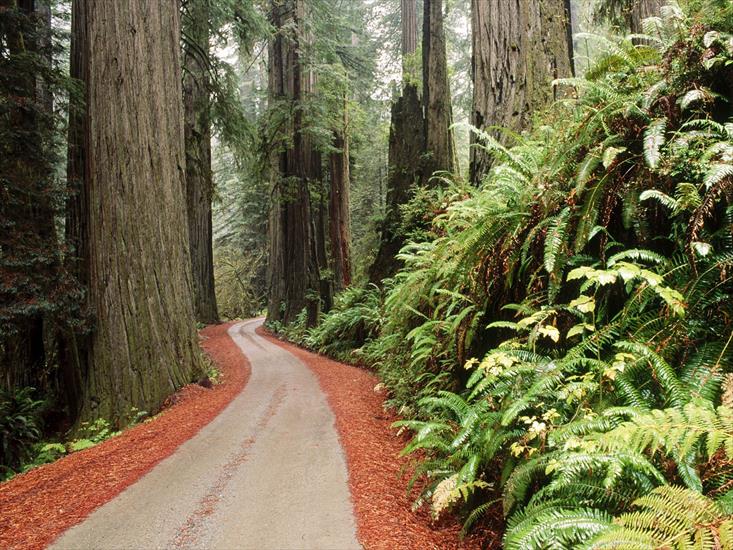 Krajobrazy - Redwood National Park, California.jpg