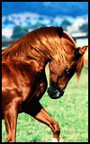 Animals - 100x160_horse_025.jpg