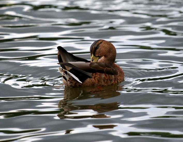 wodne - mallard-preening.jpg