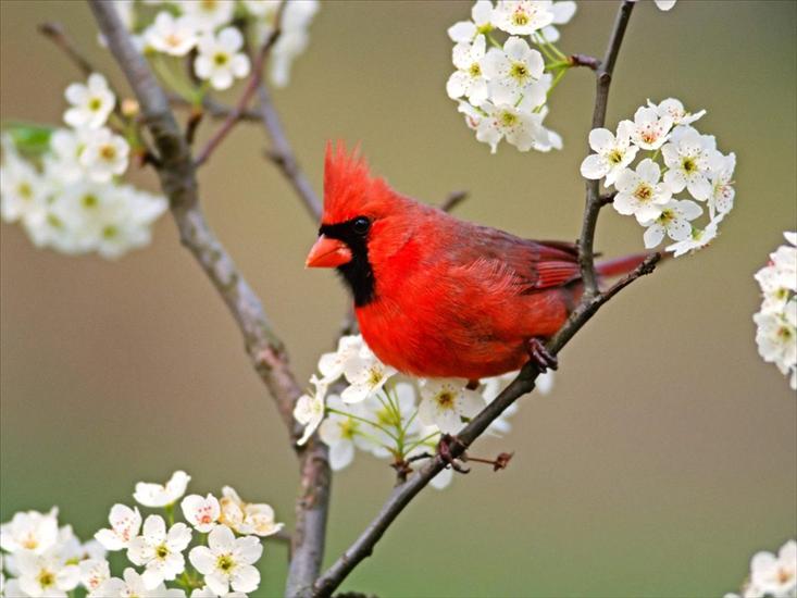 Ptaki birds - Cardinal Among Pear Tree Blossoms.jpg