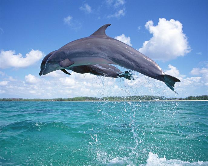 Delfiny - Dolphin 9.jpg