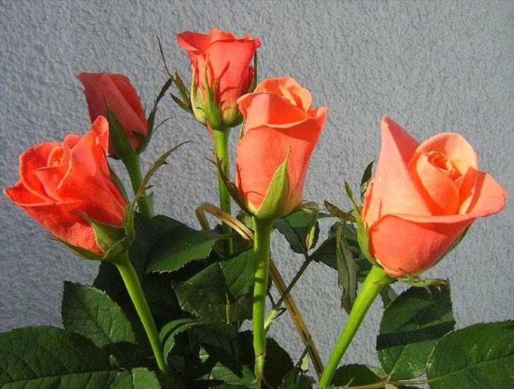czerwone róże - Bukiet_r_2.jpg