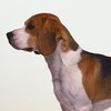 rasy psów - beagle.jpg