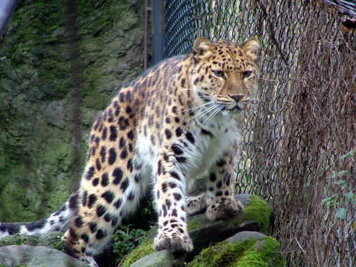 panthera pardus pardus - 56.leopard.jpg