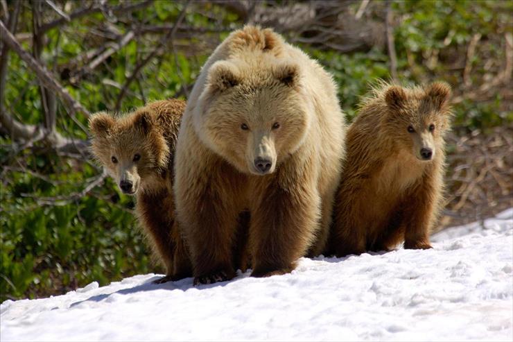 Niedzwiedzie,Misie - Mother and Cubs, Valley of the Geysers, Kronotsky Zapovednik, Russia.jpg