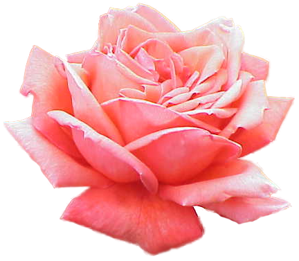 DODATKI DO RAMEK - Extracted_pink_rose.png