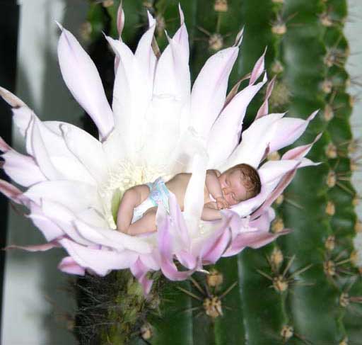 dzieci - dziewczynka na kwitnacym kaktusie.jpg