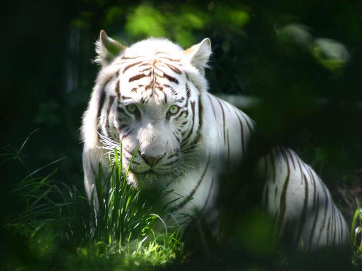 zwierzęta - animals - tiger20.jpg