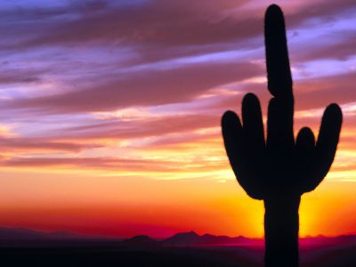krajobrazy - normal_Saguaro Sunset, Tonto National Forest, Arizona.jpg