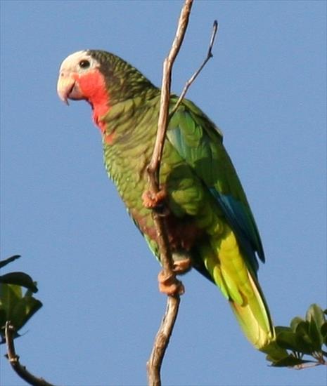 Piękne papużki - Amazona_leucocephala_-in_tree-4cp.jpg