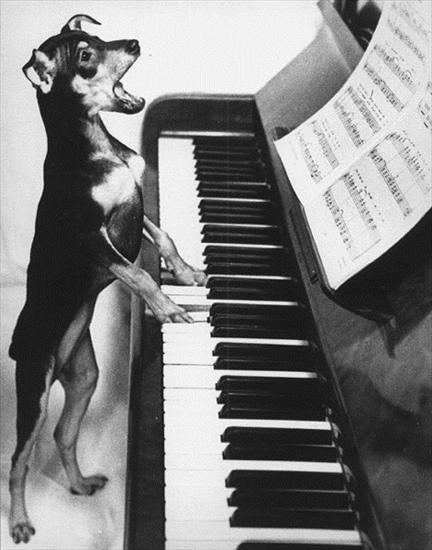 Zwierzaki - pies-gra-na-pianinie.jpg