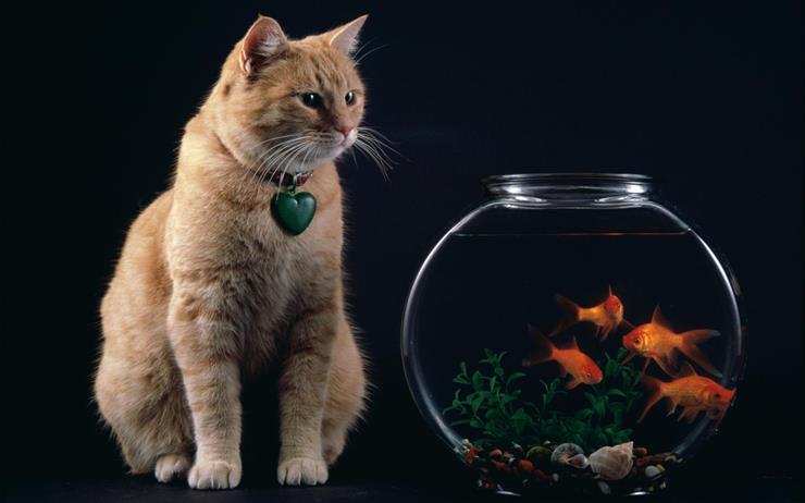 POKUSA - Temptation_-_Cat_and_Goldfish_Bowl.jpg