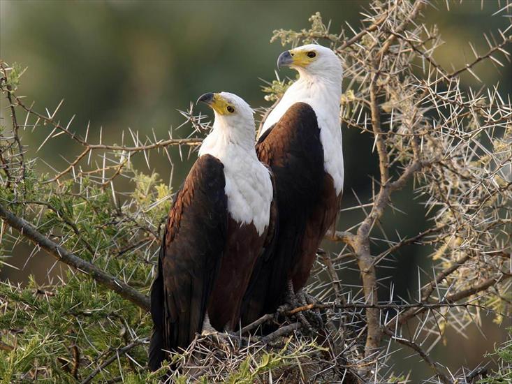 Park Narodowy Serengeti - tanzania, serengeti, fish eagles, ns_large.jpg