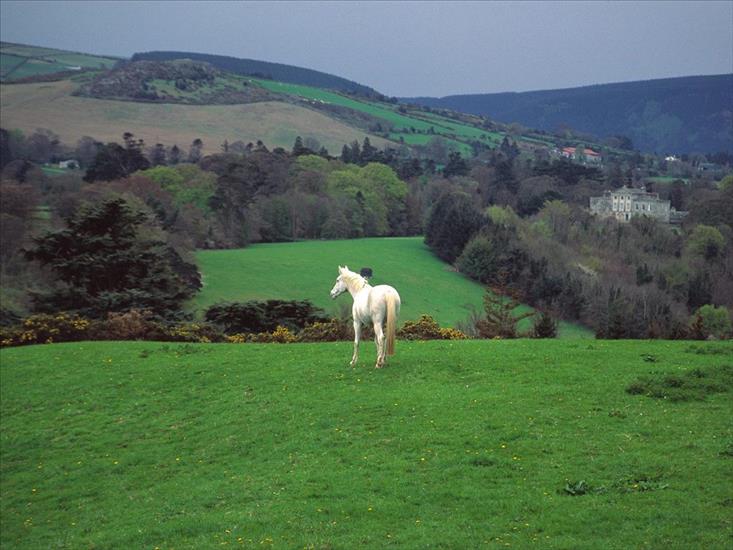 tapety - Wicklow Countryside, Near Powerscourt Castle, Ireland.jpg