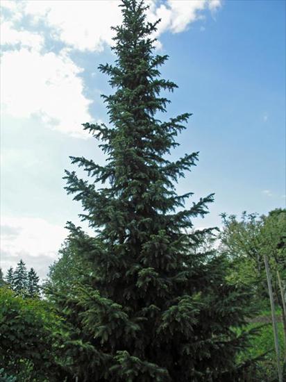 Picea omorika - Picea.omorika.11.jpg