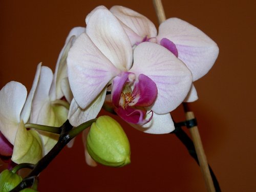 Storczyk-orchidea - 8ca7ea9539fe203fmed.jpg
