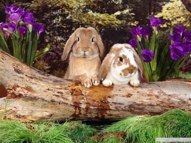 milutkie zwierzaki - bunnies.jpg