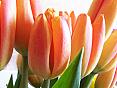 Kwiaty - Tulipan.jpg