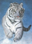 lwy i tygrysy - biały tygrys1.jpg