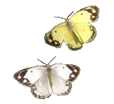 Motyle - 42.gif