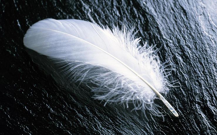 Tapety - White_Feather_1680 x 1050 widescreen.jpg