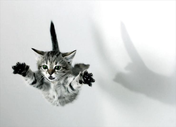 Zwierzęta - skaczacy-kotek.jpg