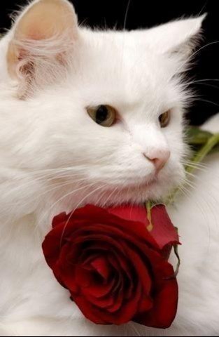 obrazki koty - kot z kwiatem.jpg