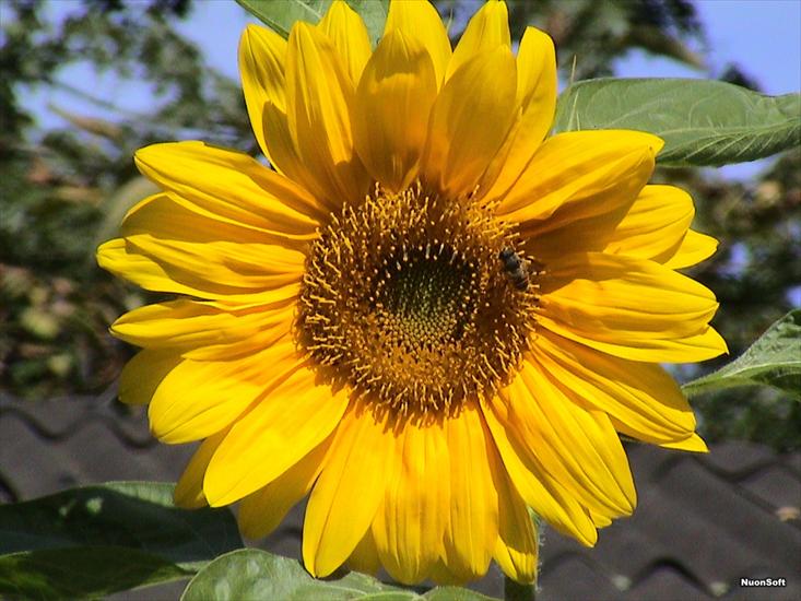 słoneczniki - 4.sunflowers 06.jpg