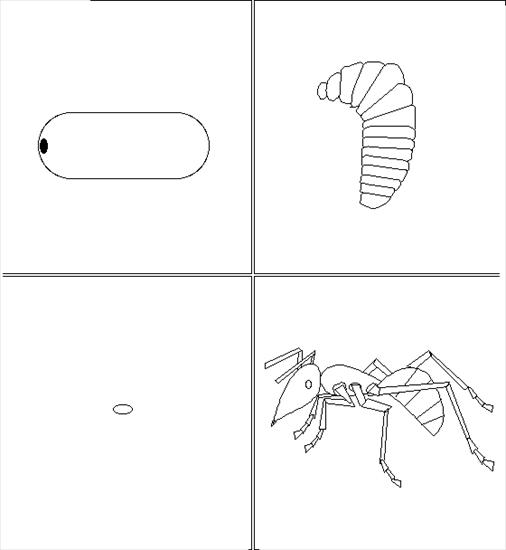owady - etapy życia mrówki.GIF
