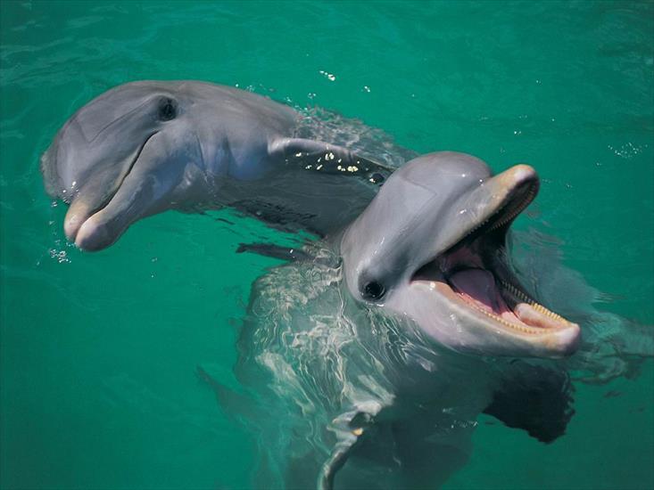 zwierzęta - Delfiny.jpg