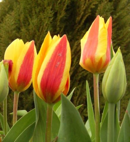 tulipan moje naj - tulipany-z-pulaw_355_71.jpg