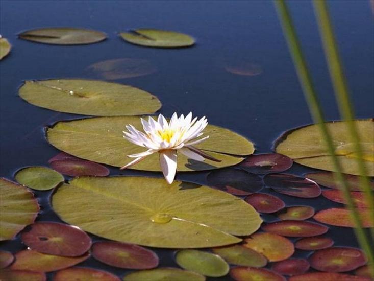 lilia wodna - Lilie wodne 3.jpg