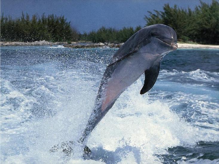 ZWIERZAKI - delfiny 8.jpg